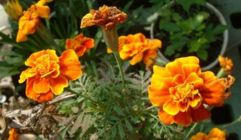 孔雀草營養價值