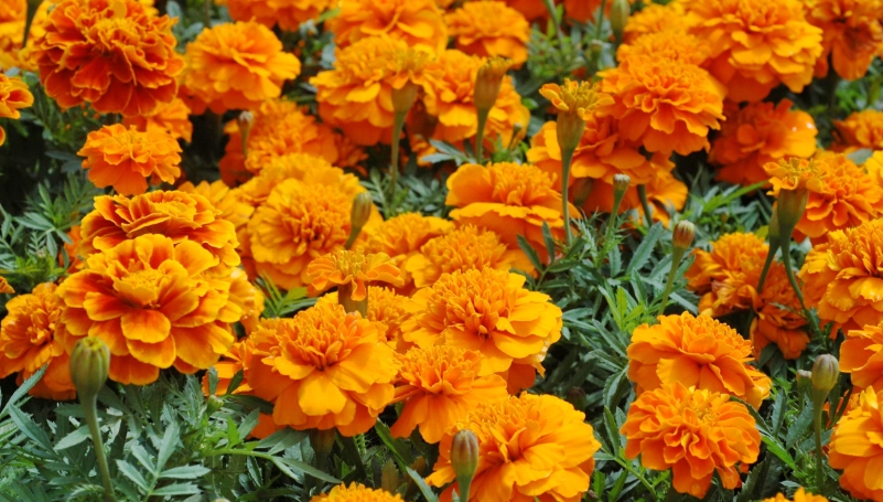 孔雀草食用安全