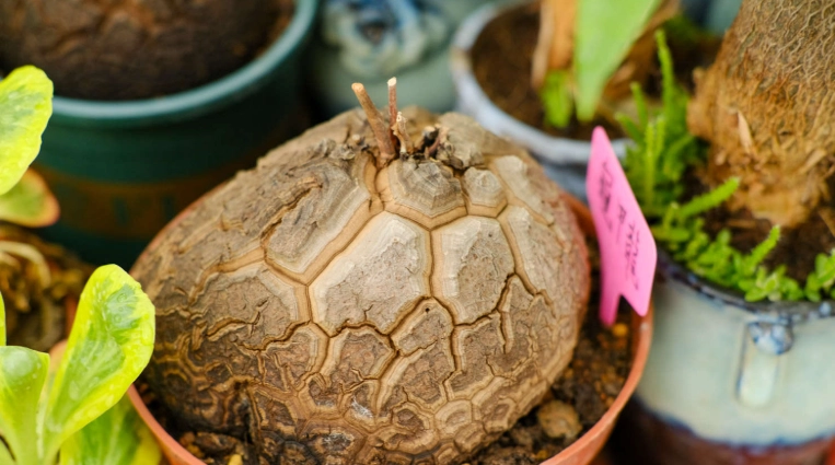 龜甲龍休眠期護理