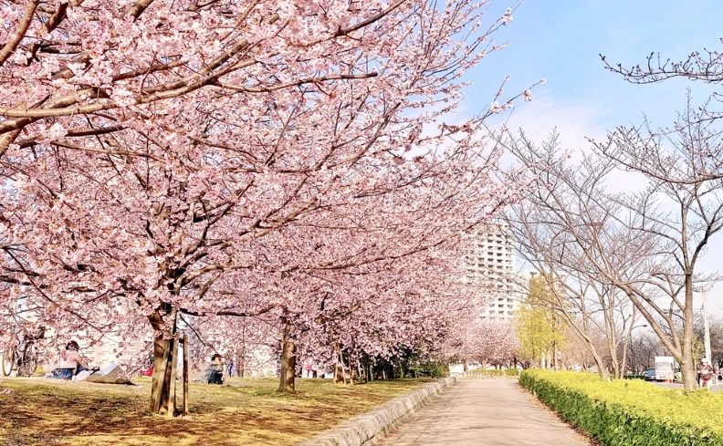東京賞櫻最佳地點