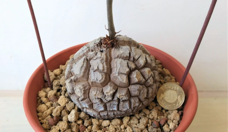 龜甲龍休眠期護理