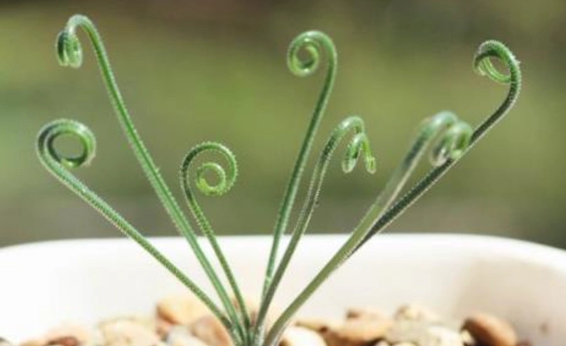 毛葉彈簧草種植