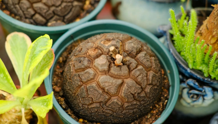 龜甲龍休眠跡象