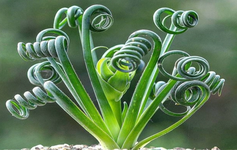 毛葉彈簧草照顧