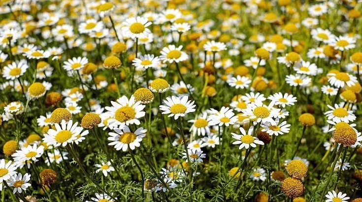 洋甘菊種植方法