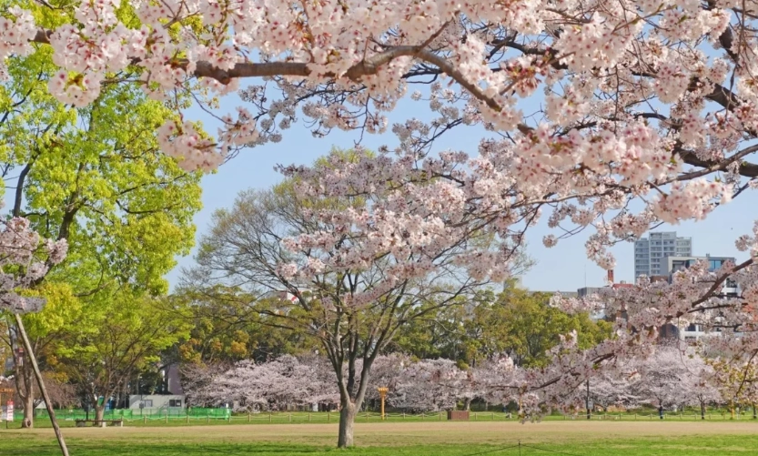 福岡賞櫻最佳時間