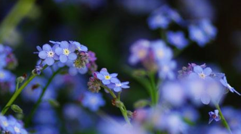 台灣星辰花地點