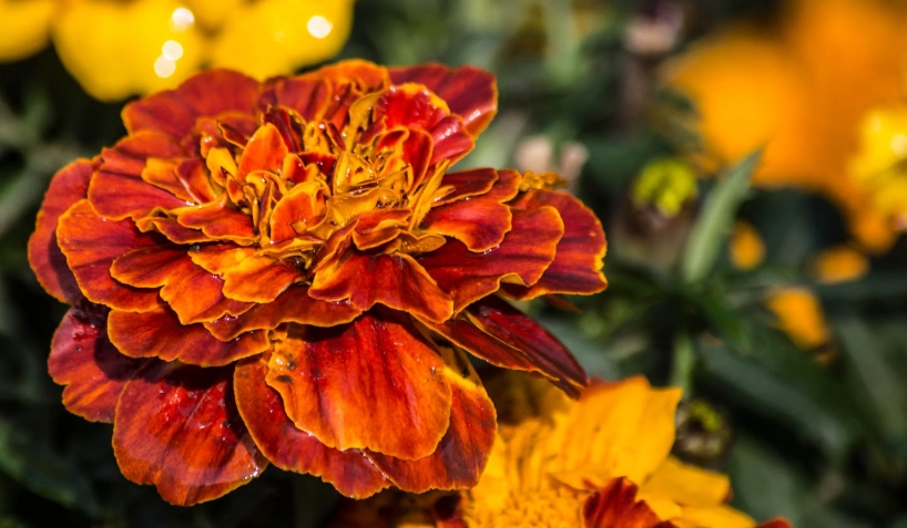 孔雀草食用安全