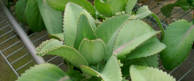 蕾絲公主花語意義