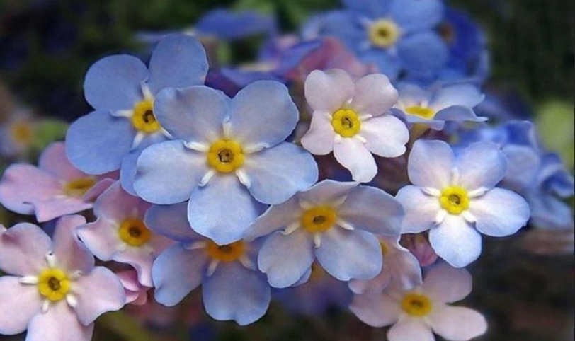 台灣星辰花地點