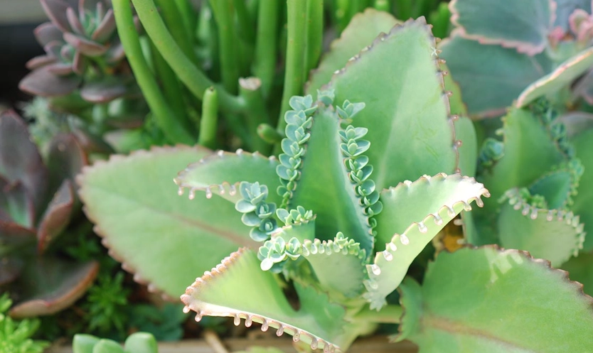 蕾絲公主花語意義