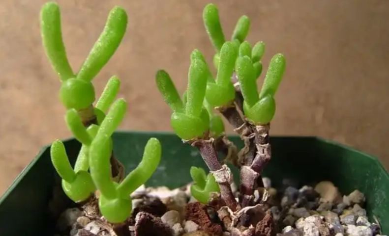 番杏種子播種方法