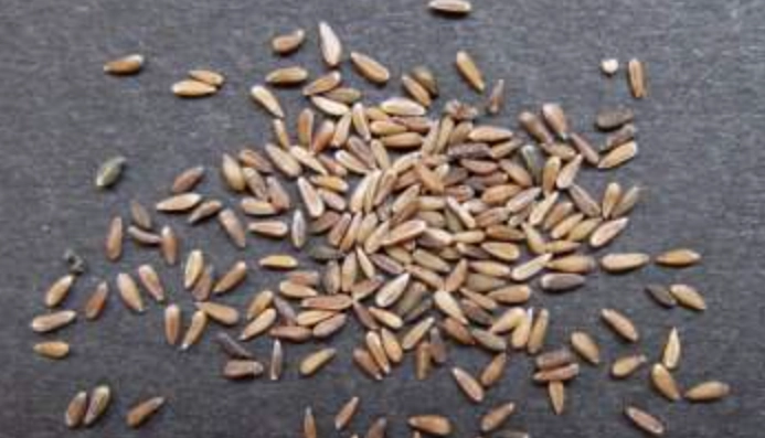 洋甘菊種植方法