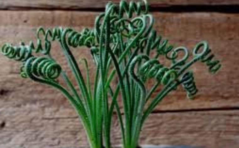 毛葉彈簧草照顧