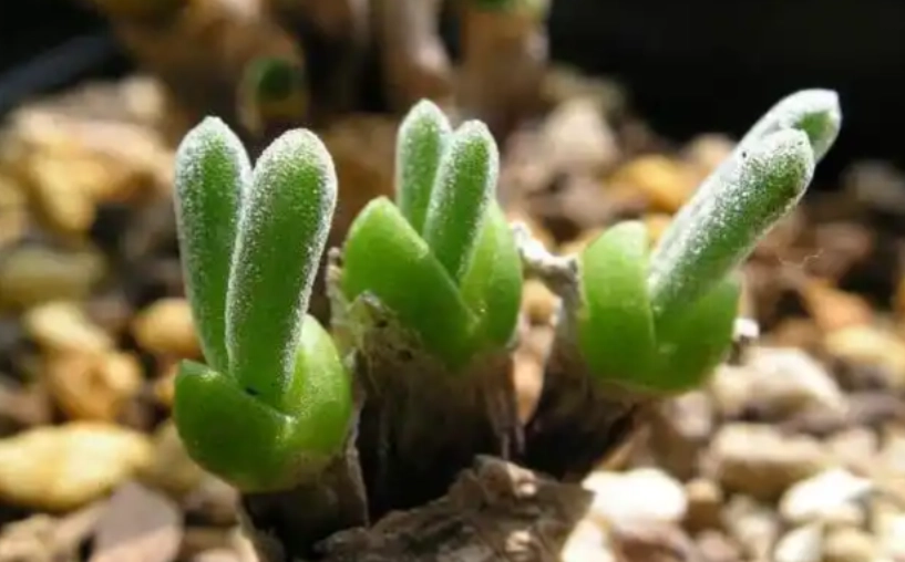 多肉植物種子養護