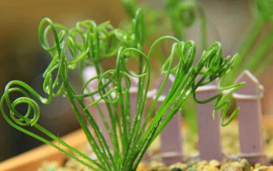 毛葉彈簧草照顧