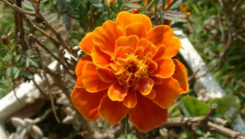 孔雀草營養價值