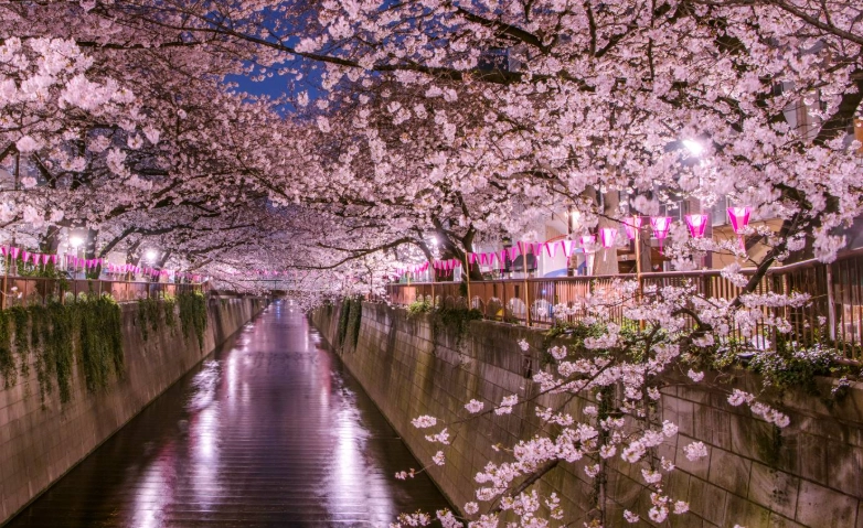 東京櫻花花期