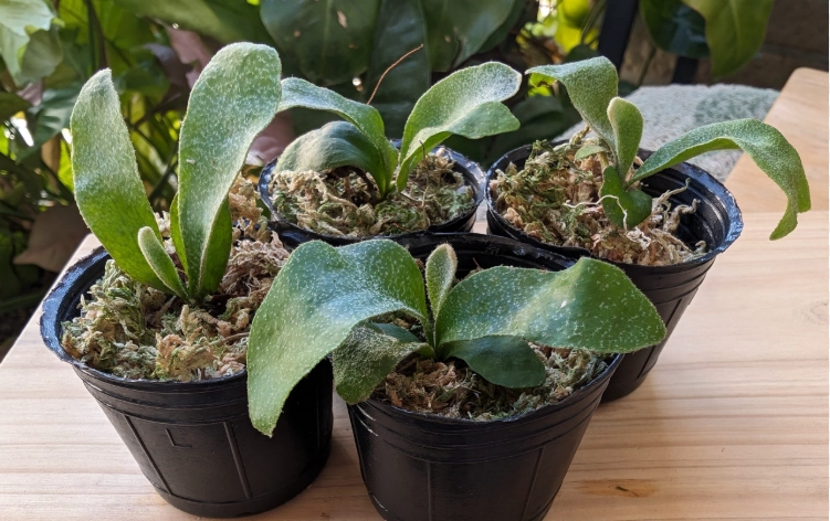 鹿角蕨種植方法