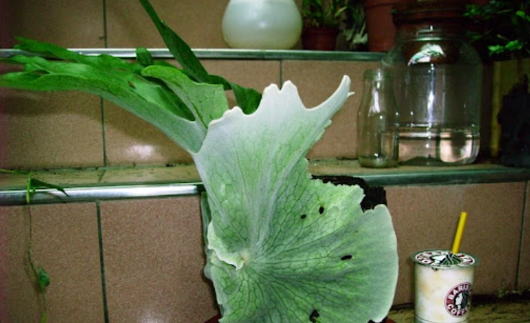 鹿角蕨養護技巧