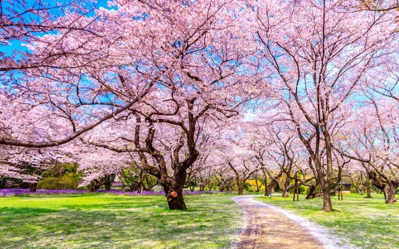 東京櫻花季時間
