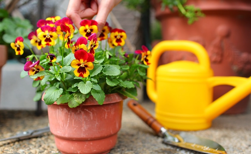 三色堇盆栽種植