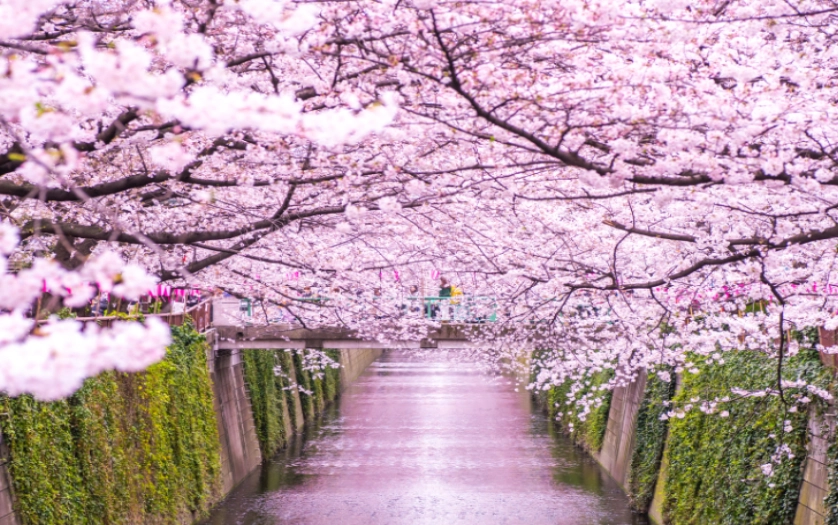 東京櫻花花期