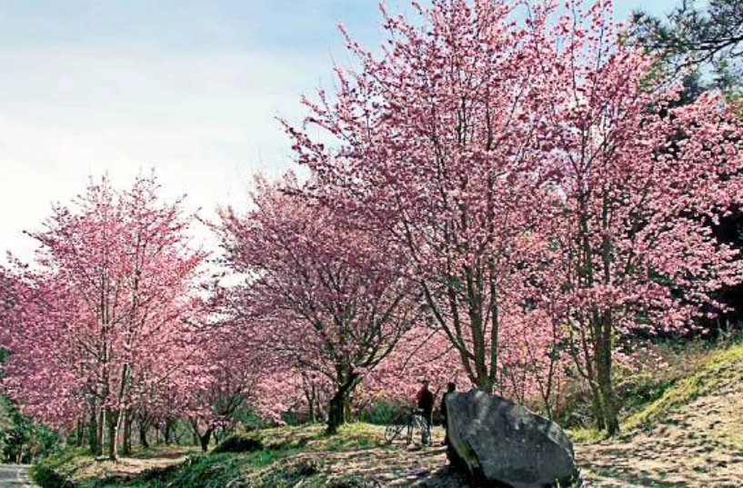 台灣櫻花種植方法