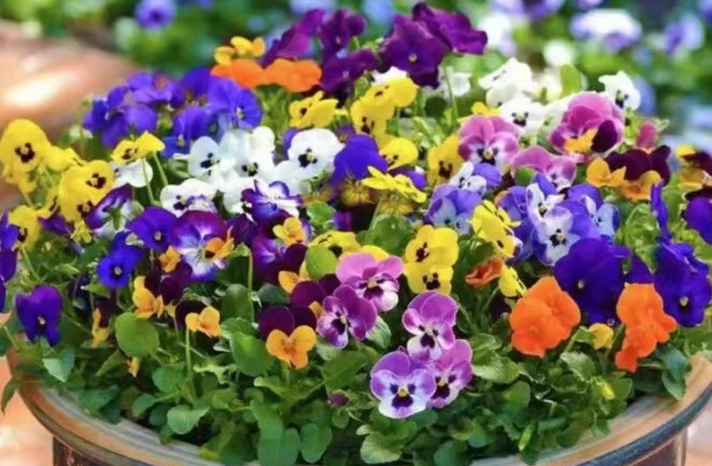 三色堇盆栽種植