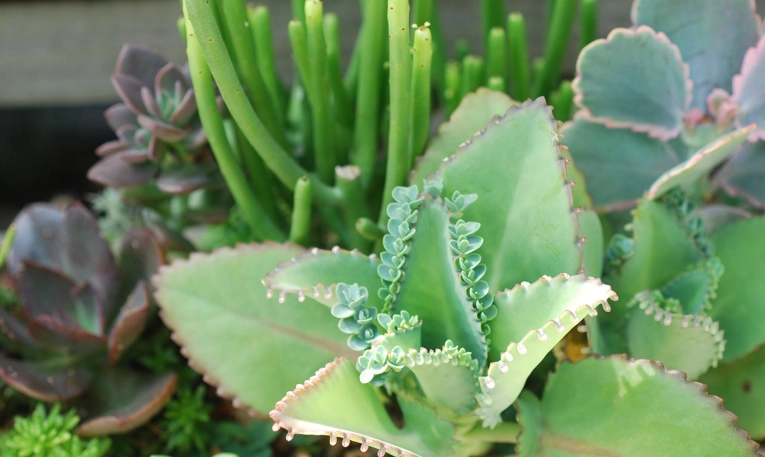 多肉植物繁殖方法