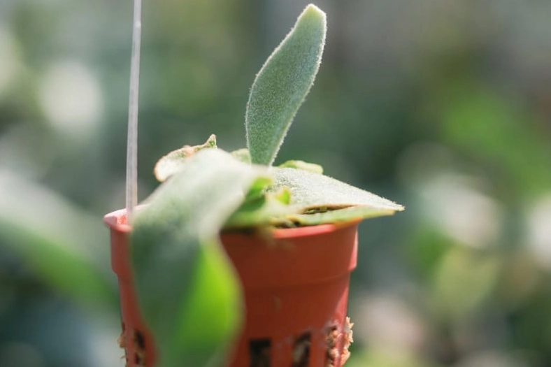 鹿角蕨種植方法