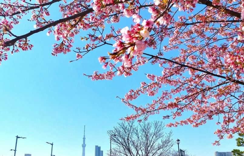 東京櫻花花期