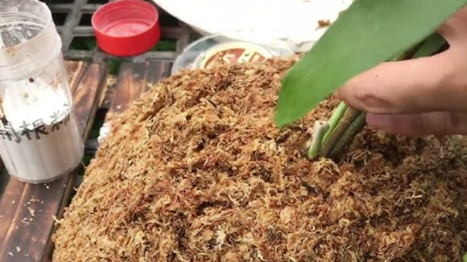 鹿角蕨養護技巧