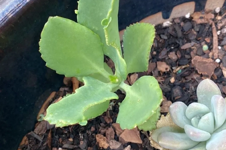 蕾絲姑娘栽培方法