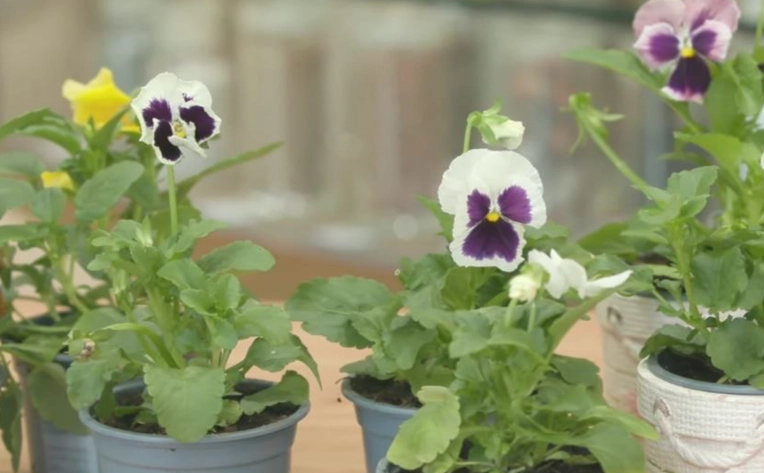 三色堇養護技巧