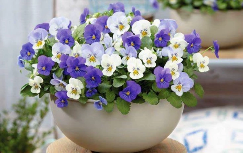 三色堇盆栽種植