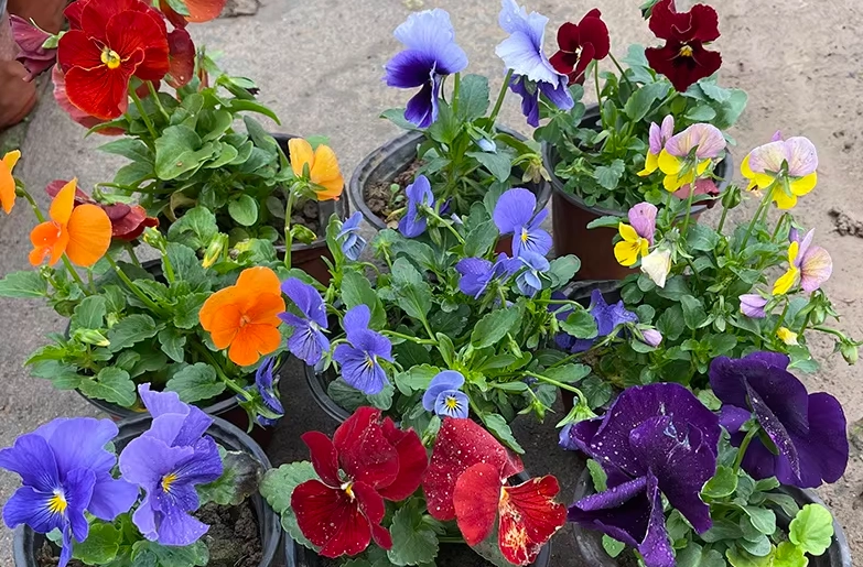 三色堇養護技巧