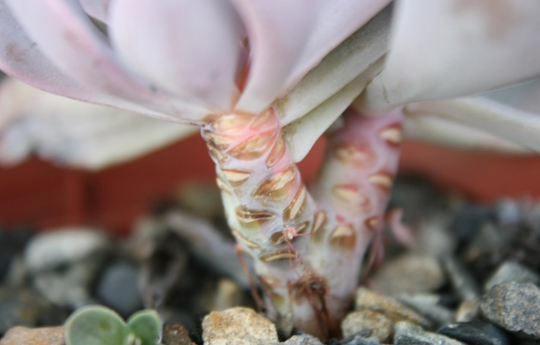 多肉植物移植技巧