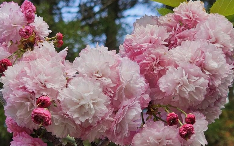 台灣櫻花種植方法