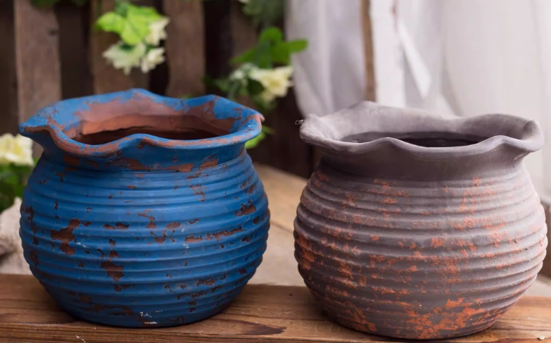 蕾絲姑娘栽培方法