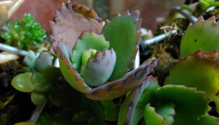 蕾絲姑娘養護技巧