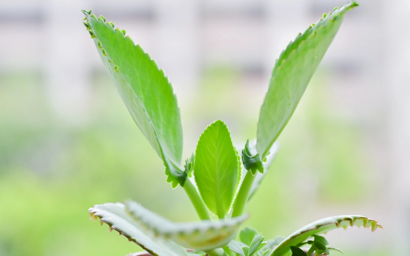 蕾絲姑娘養護技巧