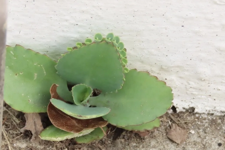 多肉植物移植技巧