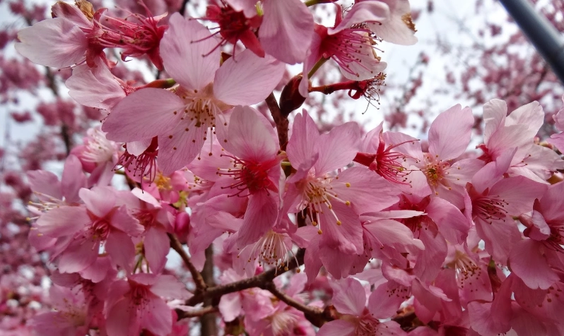 台灣櫻花種植方法