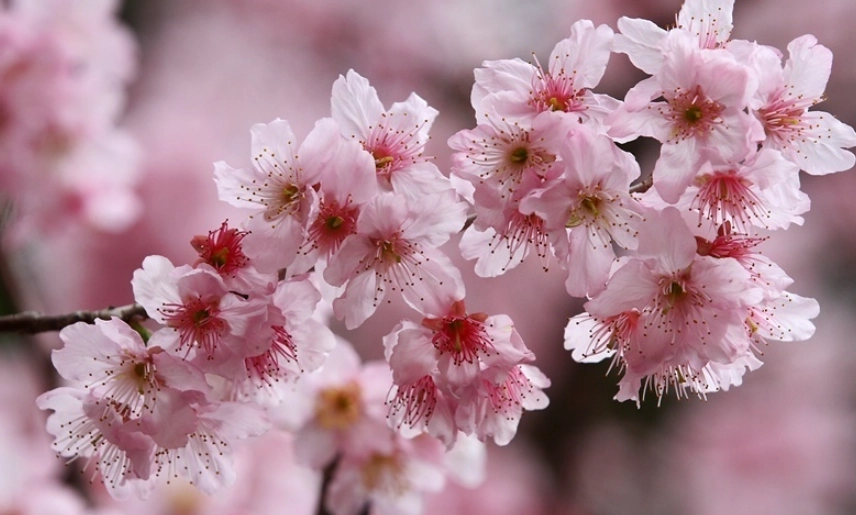 櫻花栽培技巧