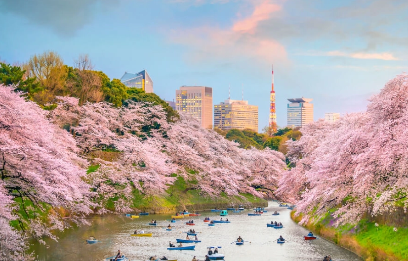 東京櫻花季時間