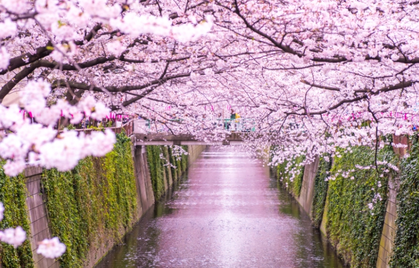 東京櫻花季時間
