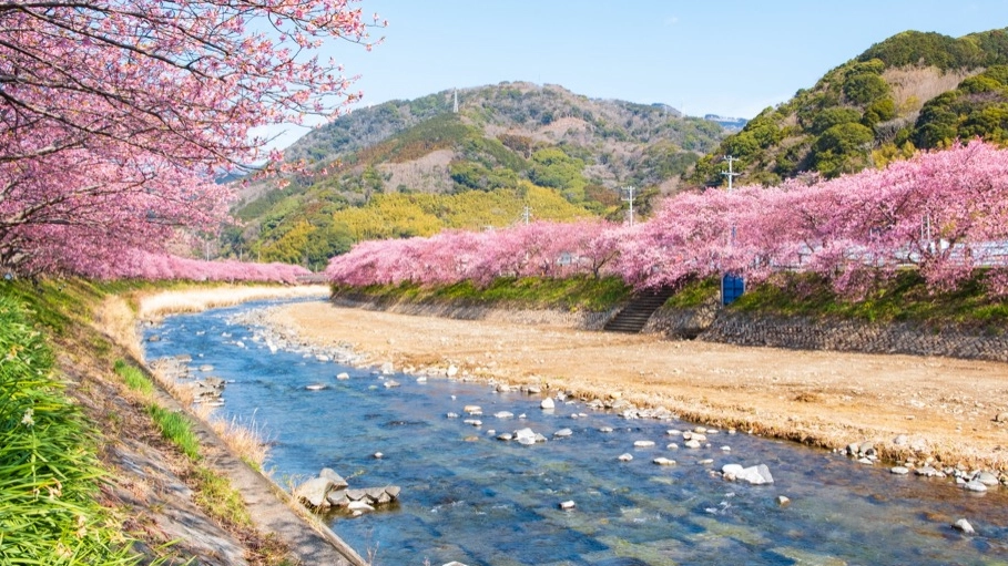 靜岡河津櫻 花期
