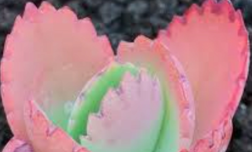 蕾絲公主色彩變化