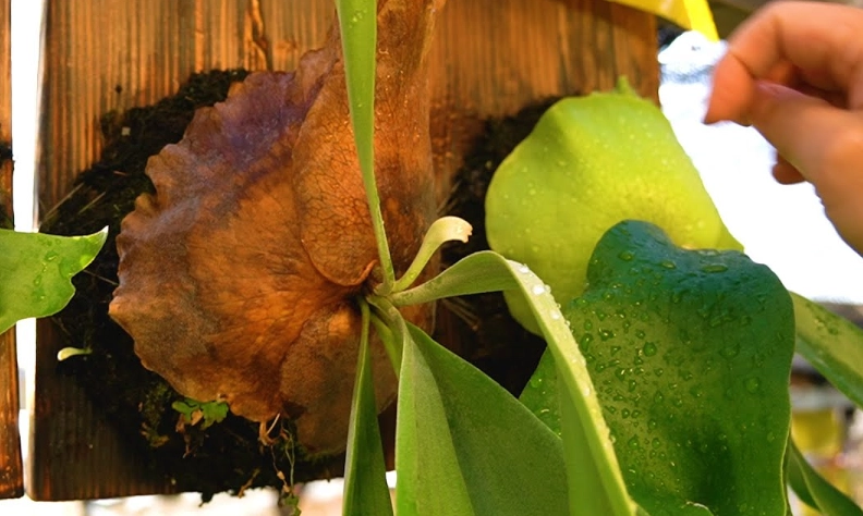 鹿角蕨葉片問題